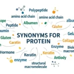 synonyms for protein